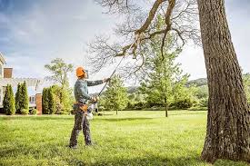 Best Tree Health Inspection  in Boyes Hot Springs, CA