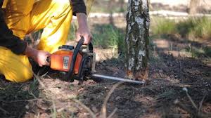 Best Tree Preservation Services  in Boyes Hot Springs, CA