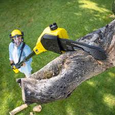Trusted Boyes Hot Springs, CA Tree Care Experts