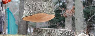 Best Tree Trimming and Pruning  in Boyes Hot Springs, CA
