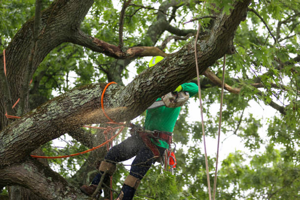 Best Tree and Shrub Care  in Boyes Hot Springs, CA
