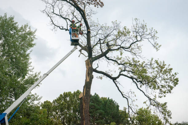 How Our Tree Care Process Works  in  Boyes Hot Springs, CA
