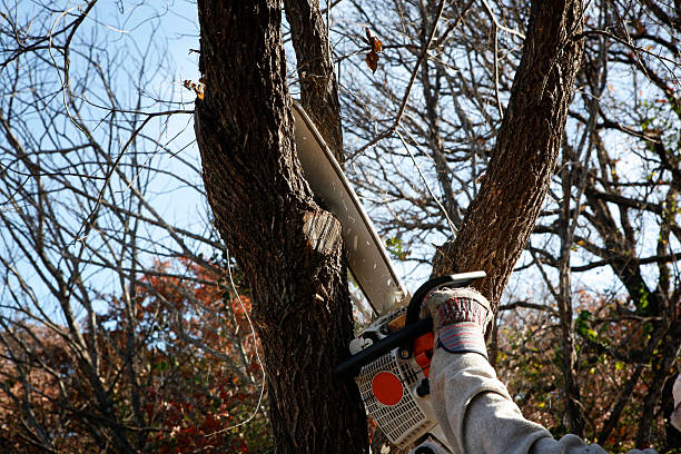 Best Tree Removal  in Boyes Hot Springs, CA