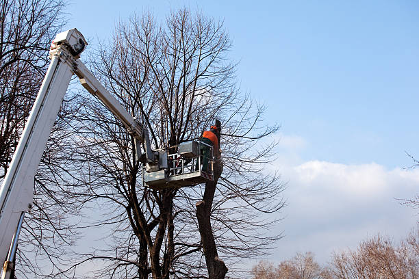 Best Arborist Consultation Services  in Boyes Hot Springs, CA
