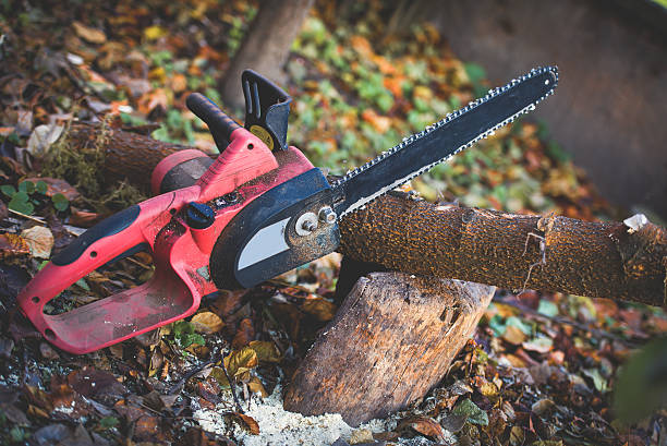 Best Emergency Tree Removal  in Boyes Hot Springs, CA