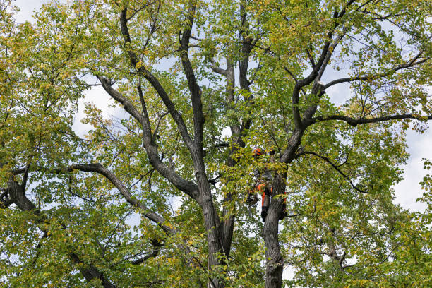 Best Tree Disease Treatment  in Boyes Hot Springs, CA